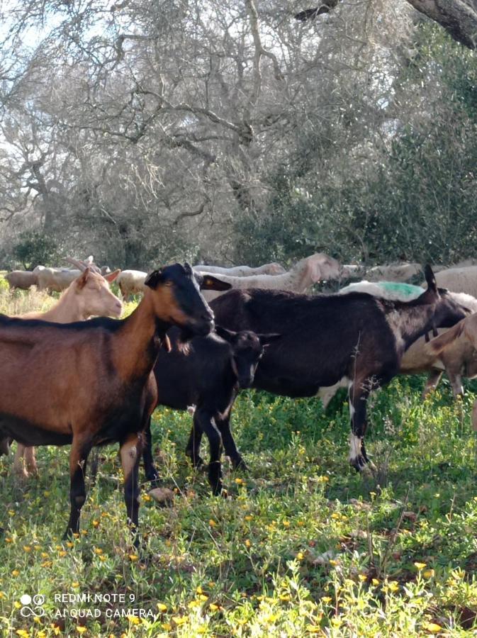 La Petraia Villa Magliano Екстериор снимка